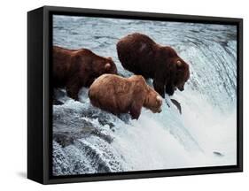 Brown Bears Try to Grab Red Salmon as They Jump up the Falls-null-Framed Stretched Canvas