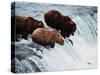 Brown Bears Try to Grab Red Salmon as They Jump up the Falls-null-Stretched Canvas