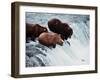 Brown Bears Try to Grab Red Salmon as They Jump up the Falls-null-Framed Photographic Print