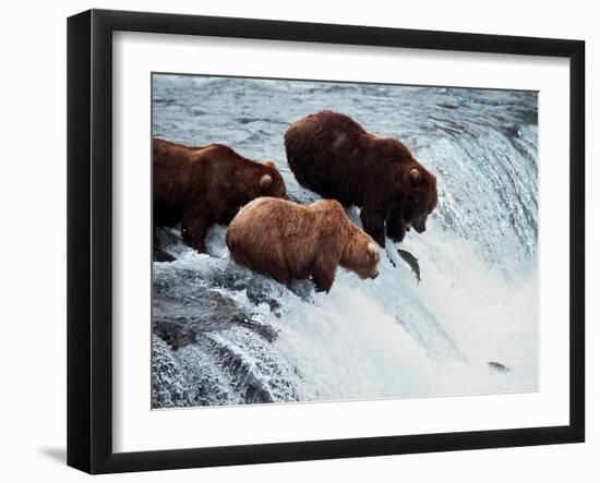 Brown Bears Try to Grab Red Salmon as They Jump up the Falls-null-Framed Photographic Print