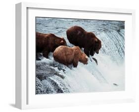 Brown Bears Try to Grab Red Salmon as They Jump up the Falls-null-Framed Photographic Print