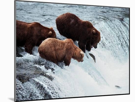 Brown Bears Try to Grab Red Salmon as They Jump up the Falls-null-Mounted Photographic Print