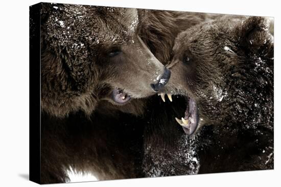 Brown Bears, Ursus Arctos, Fight, Detail Series, Animals-Ronald Wittek-Stretched Canvas