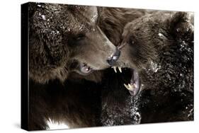 Brown Bears, Ursus Arctos, Fight, Detail Series, Animals-Ronald Wittek-Stretched Canvas