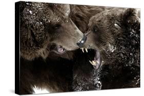 Brown Bears, Ursus Arctos, Fight, Detail Series, Animals-Ronald Wittek-Stretched Canvas