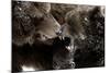 Brown Bears, Ursus Arctos, Fight, Detail Series, Animals-Ronald Wittek-Mounted Photographic Print