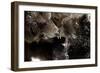 Brown Bears, Ursus Arctos, Fight, Detail Series, Animals-Ronald Wittek-Framed Photographic Print