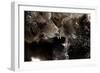 Brown Bears, Ursus Arctos, Fight, Detail Series, Animals-Ronald Wittek-Framed Photographic Print