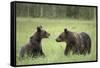 Brown Bears (Ursus Arctos), Finland, Europe-Janette Hill-Framed Stretched Canvas