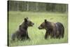 Brown Bears (Ursus Arctos), Finland, Europe-Janette Hill-Stretched Canvas