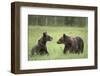 Brown Bears (Ursus Arctos), Finland, Europe-Janette Hill-Framed Photographic Print