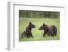 Brown Bears (Ursus Arctos), Finland, Europe-Janette Hill-Framed Photographic Print