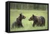 Brown Bears (Ursus Arctos), Finland, Europe-Janette Hill-Framed Stretched Canvas