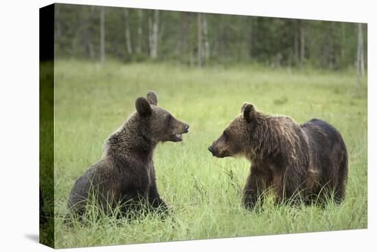 Brown Bears (Ursus Arctos), Finland, Europe-Janette Hill-Stretched Canvas