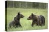 Brown Bears (Ursus Arctos), Finland, Europe-Janette Hill-Stretched Canvas