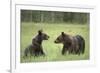 Brown Bears (Ursus Arctos), Finland, Europe-Janette Hill-Framed Photographic Print