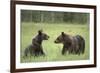 Brown Bears (Ursus Arctos), Finland, Europe-Janette Hill-Framed Photographic Print