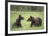 Brown Bears (Ursus Arctos), Finland, Europe-Janette Hill-Framed Photographic Print