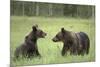 Brown Bears (Ursus Arctos), Finland, Europe-Janette Hill-Mounted Photographic Print