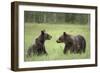 Brown Bears (Ursus Arctos), Finland, Europe-Janette Hill-Framed Photographic Print
