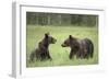 Brown Bears (Ursus Arctos), Finland, Europe-Janette Hill-Framed Photographic Print