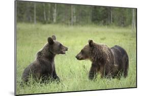 Brown Bears (Ursus Arctos), Finland, Europe-Janette Hill-Mounted Photographic Print