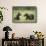 Brown Bears (Ursus Arctos), Finland, Europe-Janette Hill-Framed Stretched Canvas displayed on a wall