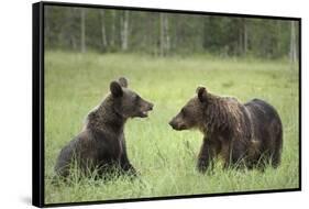 Brown Bears (Ursus Arctos), Finland, Europe-Janette Hill-Framed Stretched Canvas