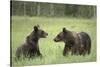 Brown Bears (Ursus Arctos), Finland, Europe-Janette Hill-Stretched Canvas