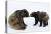 Brown Bears, Ursus Arctos, Sit, Stand, Gaze Contact-Ronald Wittek-Stretched Canvas