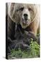 Brown-Bears, Ursus Arctos, Young, Dam-Ronald Wittek-Stretched Canvas