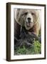 Brown-Bears, Ursus Arctos, Young, Dam-Ronald Wittek-Framed Premium Photographic Print
