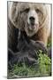 Brown-Bears, Ursus Arctos, Young, Dam-Ronald Wittek-Mounted Premium Photographic Print