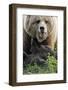 Brown-Bears, Ursus Arctos, Young, Dam-Ronald Wittek-Framed Photographic Print