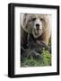 Brown-Bears, Ursus Arctos, Young, Dam-Ronald Wittek-Framed Photographic Print