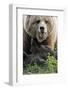 Brown-Bears, Ursus Arctos, Young, Dam-Ronald Wittek-Framed Photographic Print