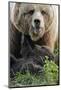 Brown-Bears, Ursus Arctos, Young, Dam-Ronald Wittek-Mounted Photographic Print