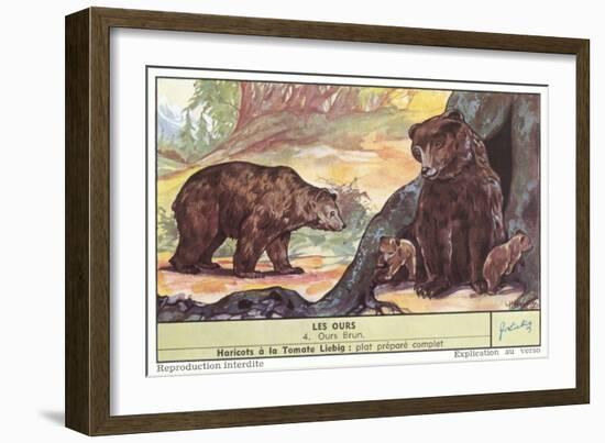 Brown Bears-null-Framed Art Print