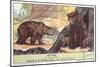 Brown Bears-null-Mounted Art Print