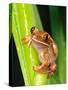 Brown Big Eye Tree Frog, Native to Tanzania-David Northcott-Stretched Canvas