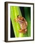 Brown Big Eye Tree Frog, Native to Tanzania-David Northcott-Framed Photographic Print