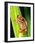 Brown Big Eye Tree Frog, Native to Tanzania-David Northcott-Framed Photographic Print