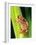 Brown Big Eye Tree Frog, Native to Tanzania-David Northcott-Framed Photographic Print