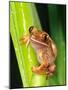 Brown Big Eye Tree Frog, Native to Tanzania-David Northcott-Mounted Photographic Print