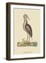 Brown Bittern-Mark Catesby-Framed Art Print