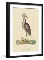 Brown Bittern-Mark Catesby-Framed Art Print