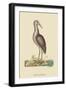 Brown Bittern-Mark Catesby-Framed Art Print