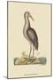 Brown Bittern-Mark Catesby-Mounted Art Print