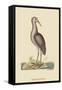 Brown Bittern-Mark Catesby-Framed Stretched Canvas