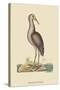 Brown Bittern-Mark Catesby-Stretched Canvas